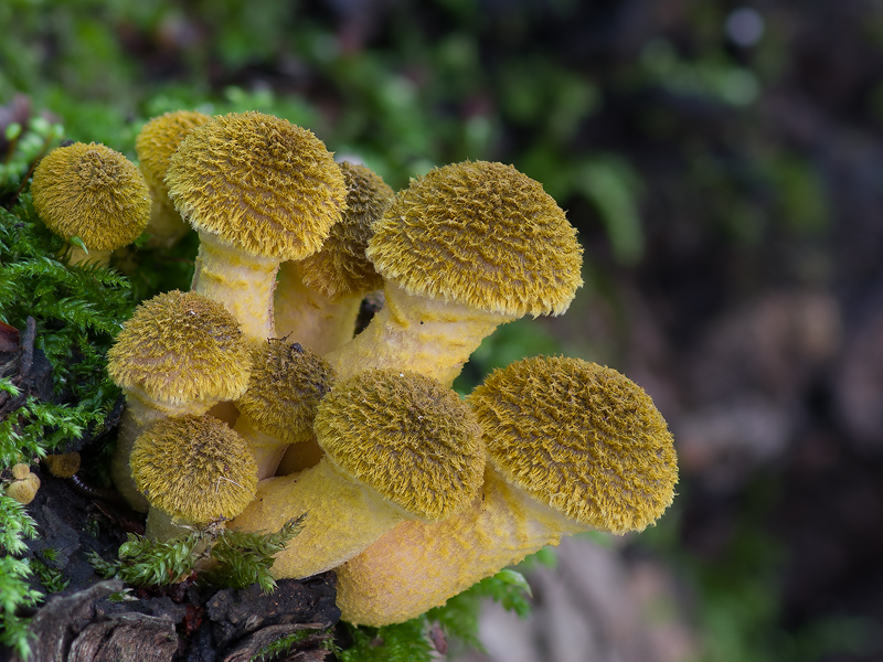 Armillaria gallica